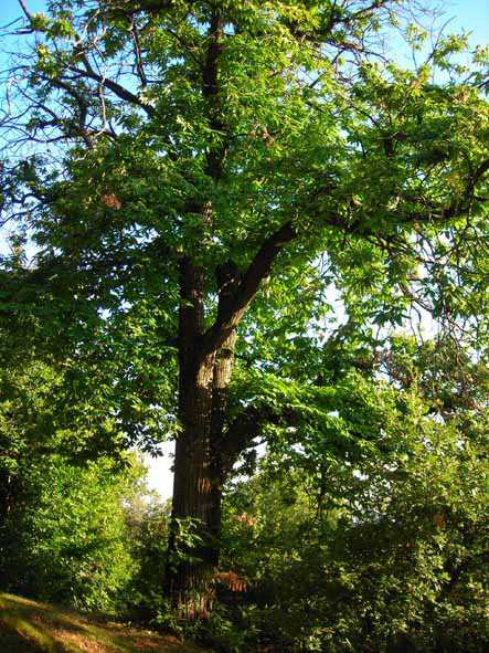  Image name: 20-castagno.jpg 
 width: 443 pixel 
 height: 591 pixel 
 Size: 69071 bytes 
 Click to enlarge 